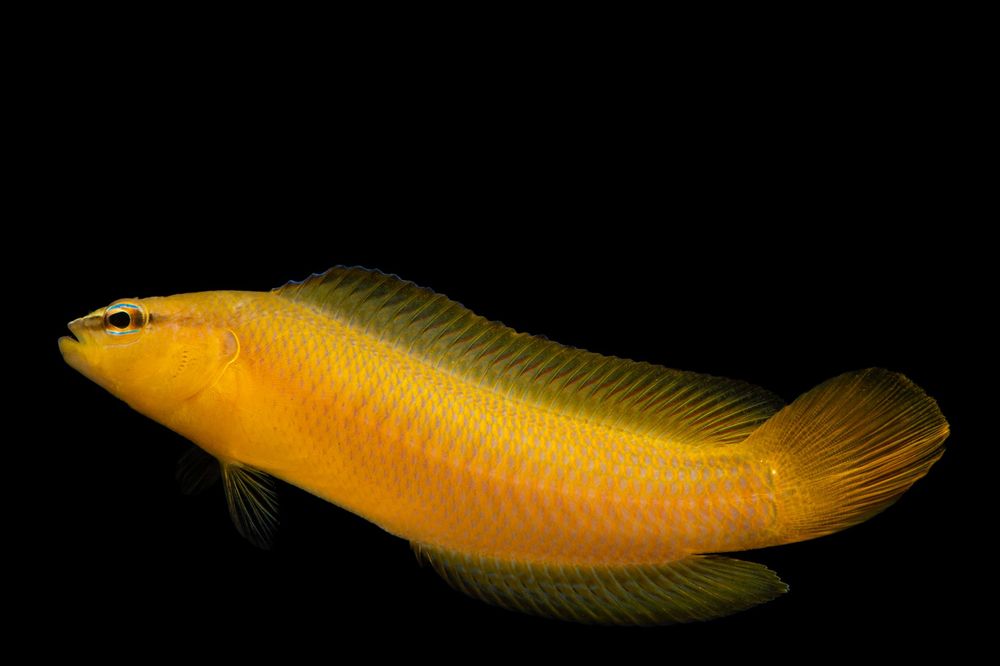Pseudochromis leucorhynchus