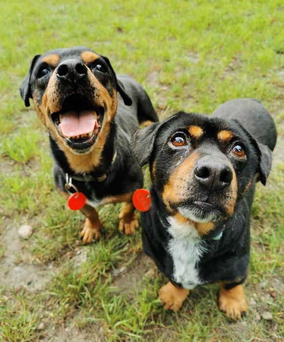 Rambuś i Neruś malutkie pieski trafiły do schroniska..