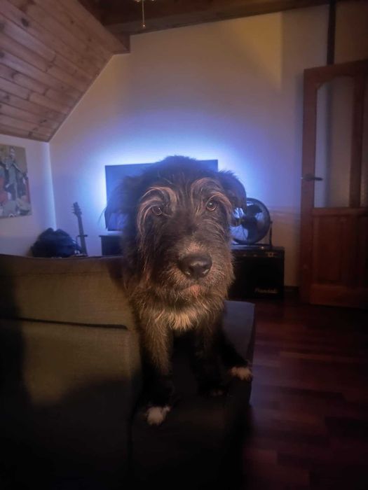 Lucek szuka domu!