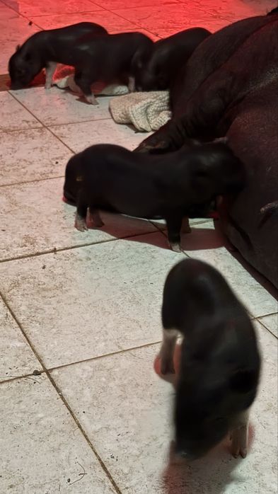 Mini pig / vietnamita