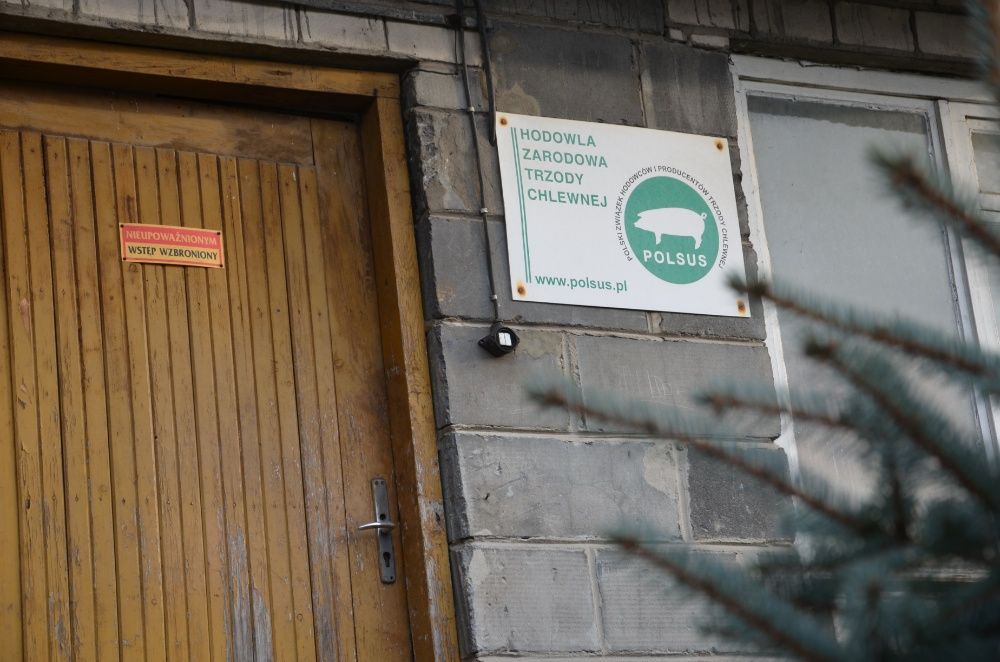 Loszki hodowlane/zarodowe rasy PBZ