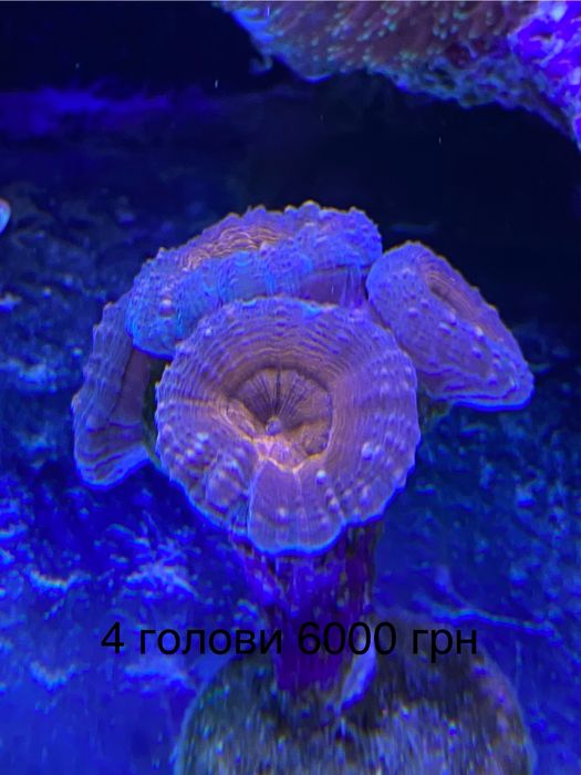 Корали для морського акваріума