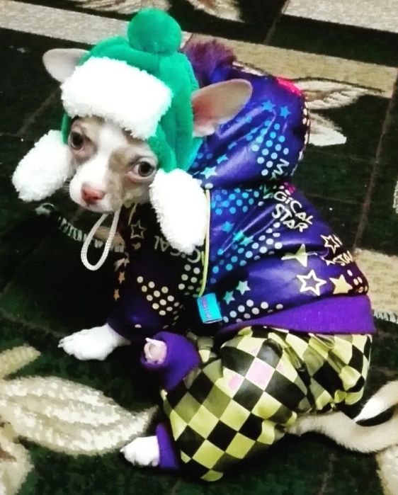 Комбинезон для собачки 22 см по спинке