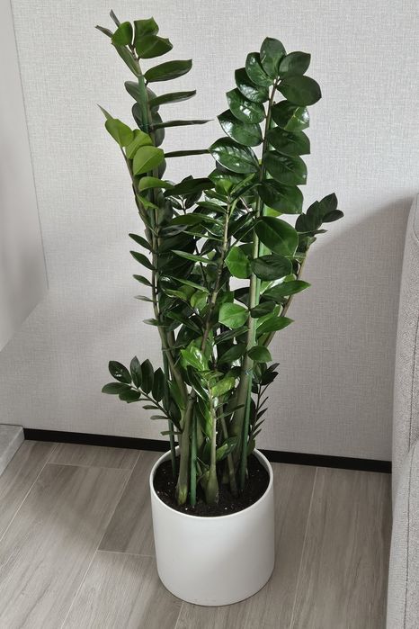 Фітодизайнер, спеціаліст по догляду за кімнатними рослинами