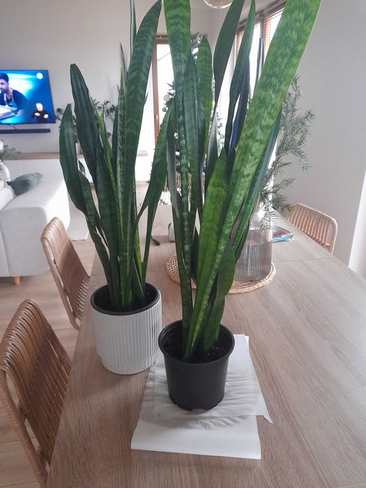 monstera, skrzydłokwiat sprzedam