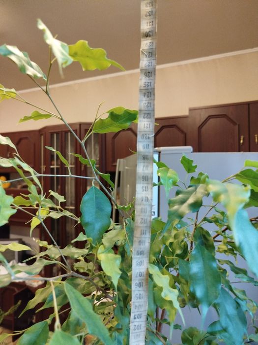 Продається чудовий фікус Бенджаміна.