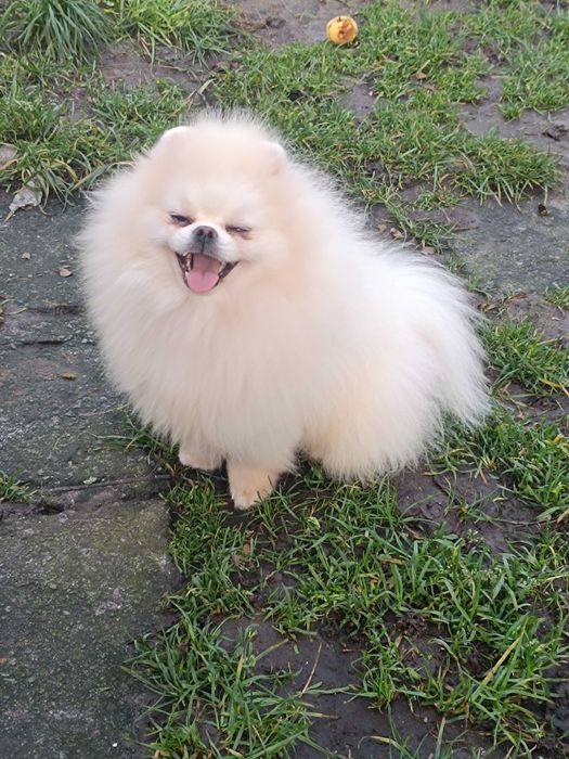 Померанський шпіц