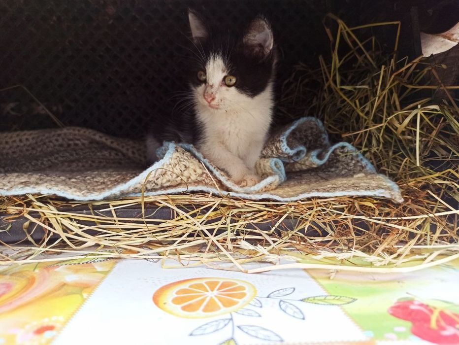 шукаємо добрі руки