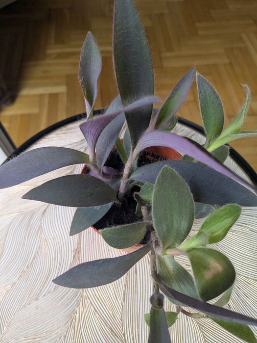 Trzykrotka purpurowa