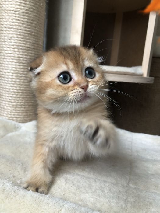 Коштовний Karat шотландський