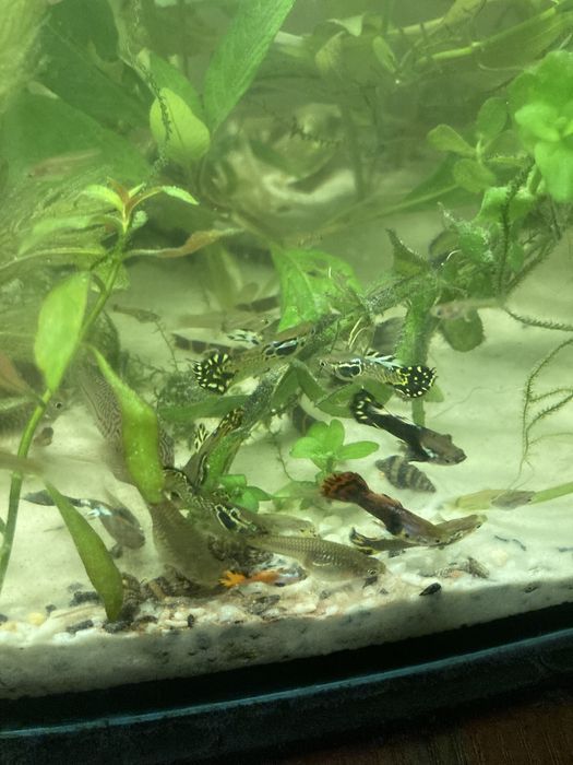 Gupiki mix samiczki samczyki różne kolory