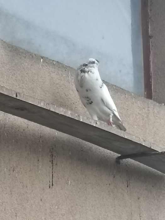 Gołębie garłacz koroniaste
