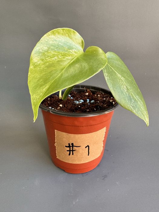Monstera Albo Variegata enraizada em vaso #1