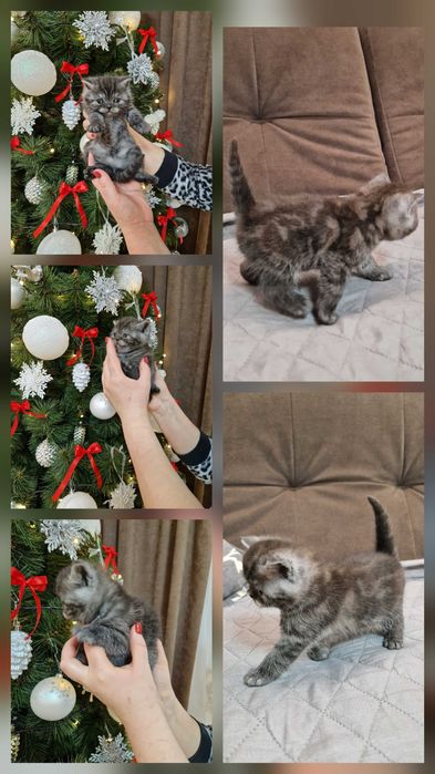 кошенята шотландці