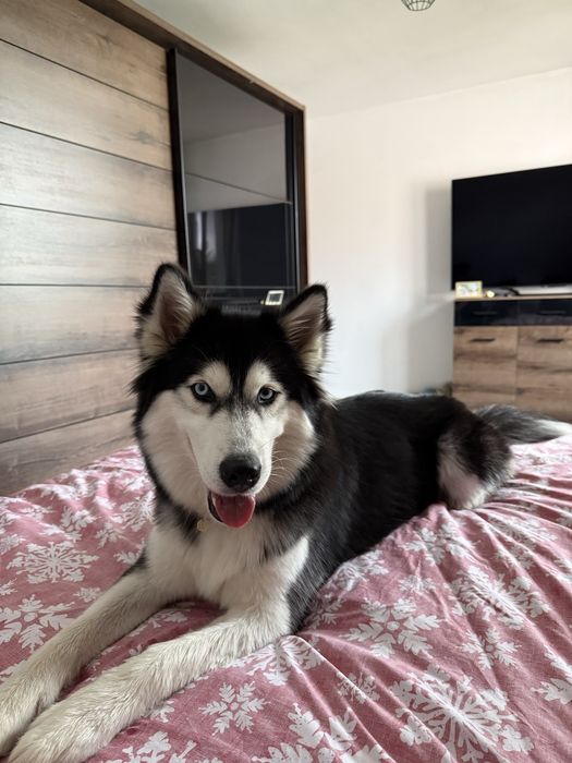 Siberian Husky- Tajga szuka odpowiedzialnego domu