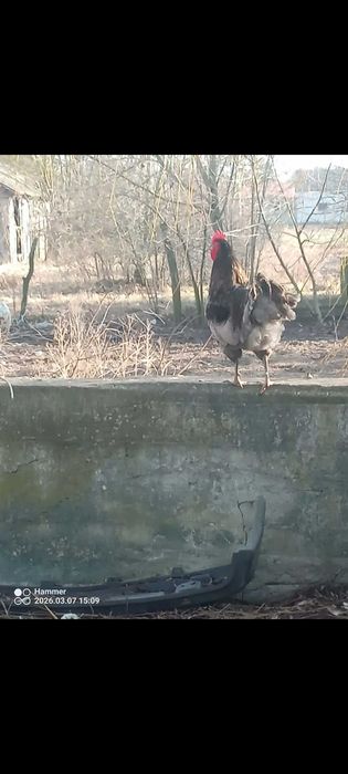 Kogutki szukają nowych domów