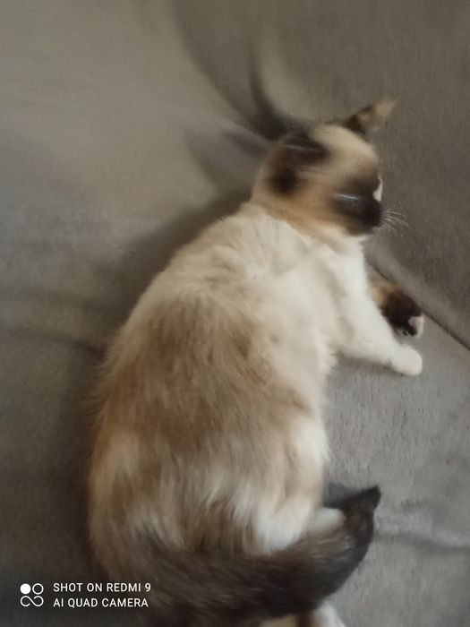 Кішка сіамська маленька вік 2 с половиною місяця чистокровна.