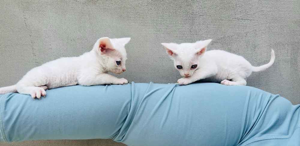 Biały kocurek Devon Rex