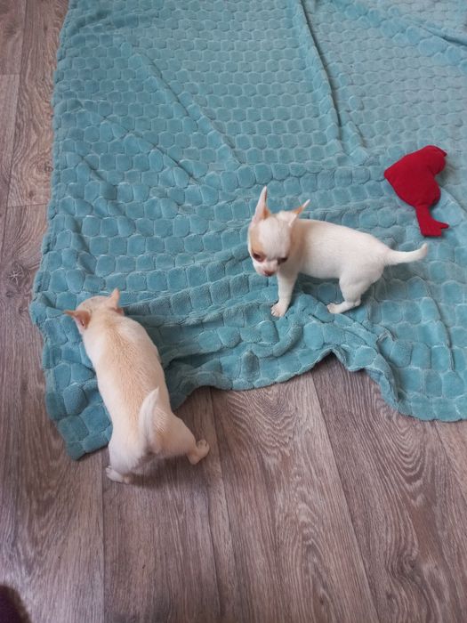 Чихуахуа щенки, девочка и мальчик