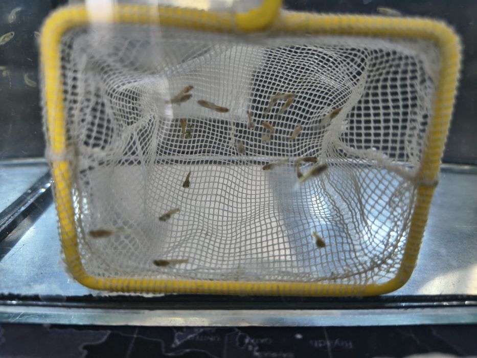 Narybek gupika - mlode rybki