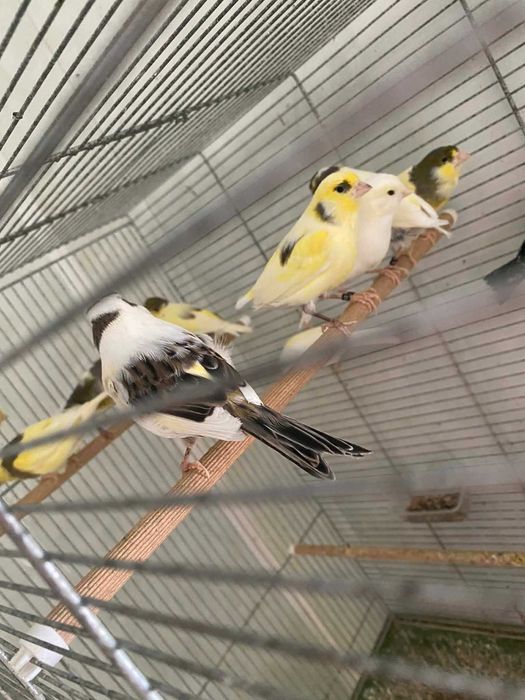 Kanarki 2025 samce samice