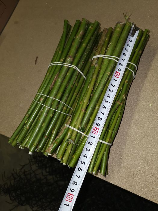 Wierzba Energetyczna