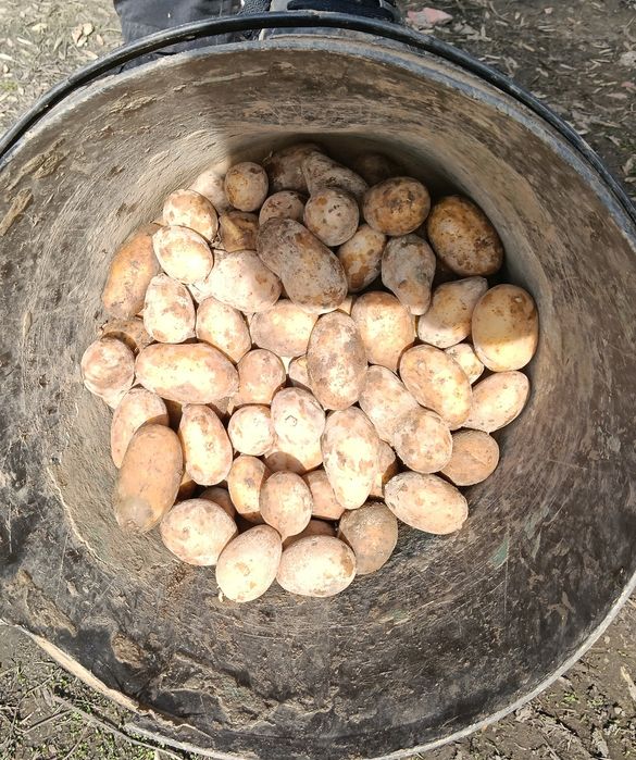 Ziemniaki jadalne Queen Anna winieta 35/55sadz