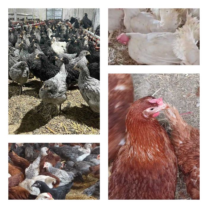 Продам кури несушки! Доставка безкоштовна. Срібне!