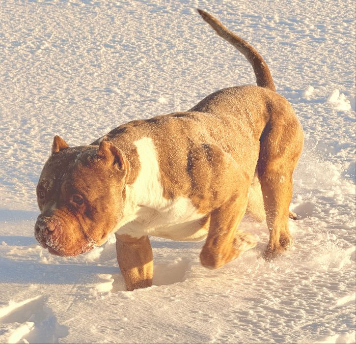 American Bully Xl