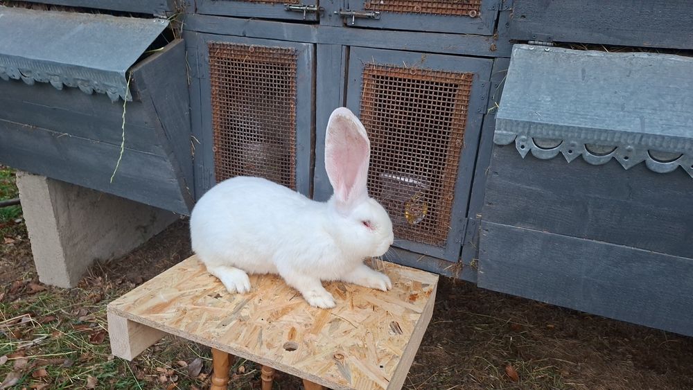 Бельгійський велетень самчик