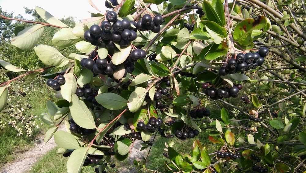 Aronia owoce, naturalne - 10kg
