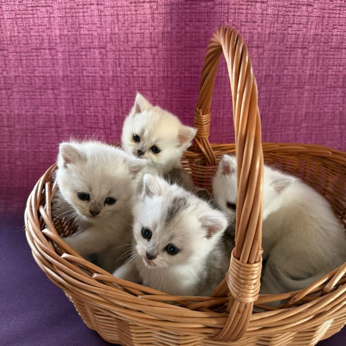 Котята породы Британская шиншила в добрую любящую семью