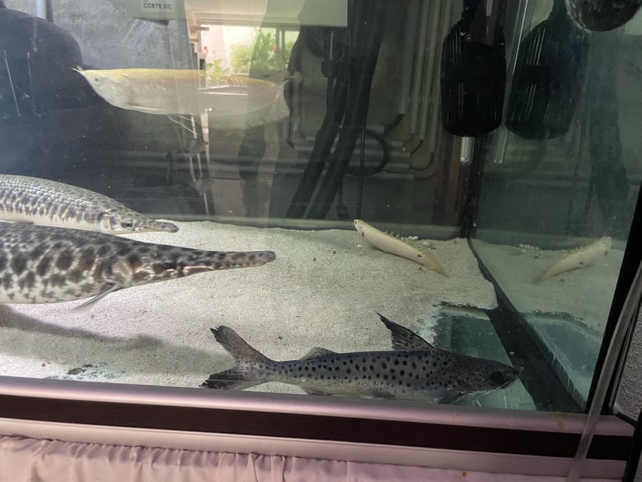 Lince catfish / Platynematichthys notatus 30cm+
