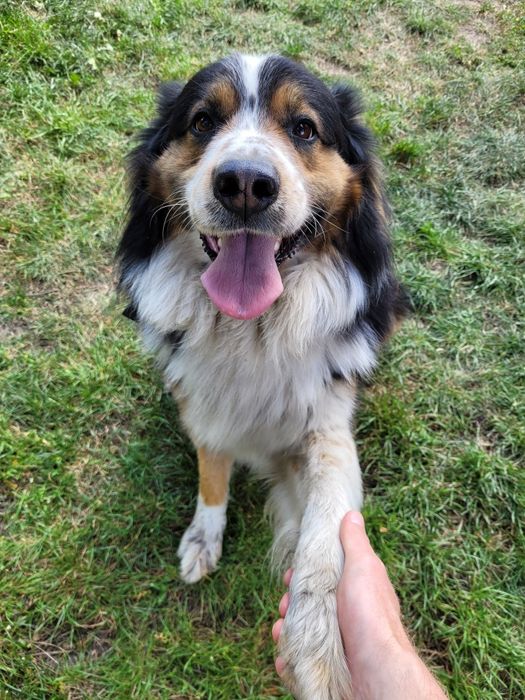 Psi behawiorysta I trener - ŁASK I ŁÓDŹ