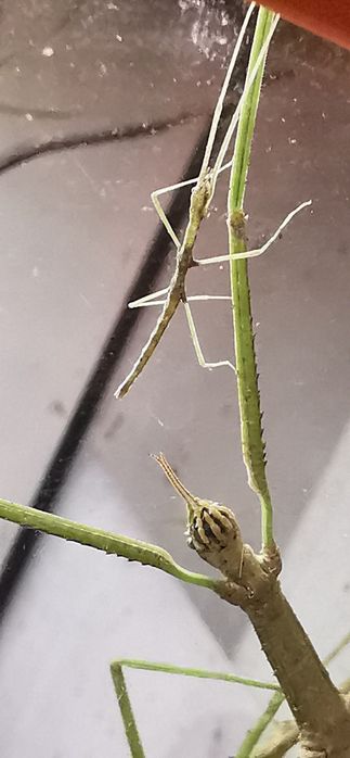 PILNE Patyczaki patyczak za darmo oddam