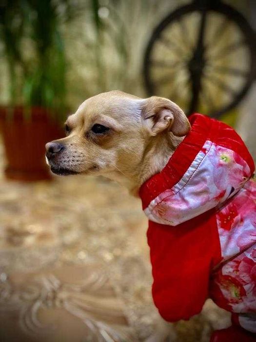 Комбінезон для собаки кота куртка квіти на флісі весняна