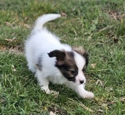 Papillon piękny chłopiec