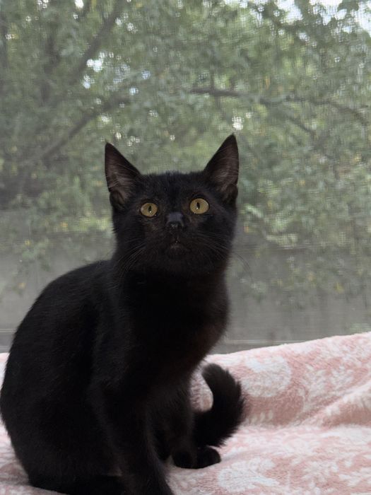 Котенок в хорошие руки