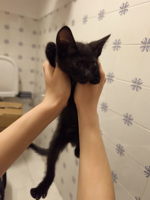 Gatinha bebé para adoção responsável