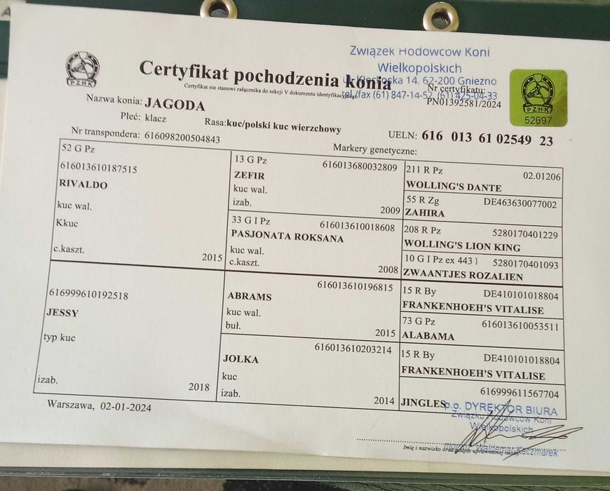 Sprzedam klaczkę