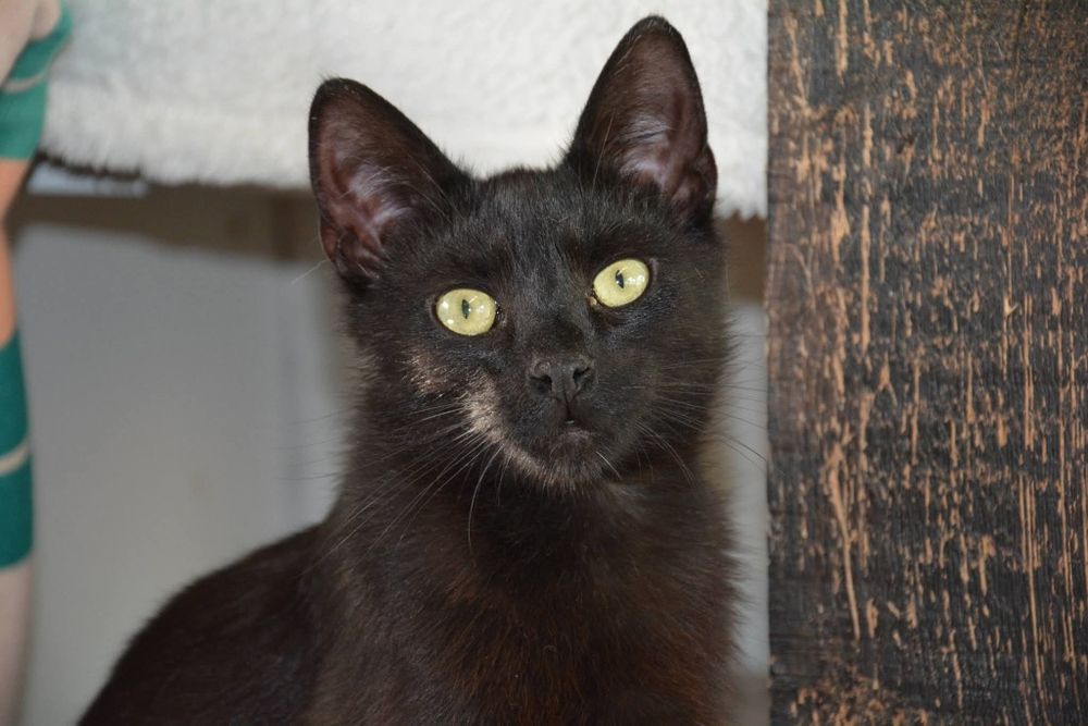 Koty do adopcji OLEŚNICA