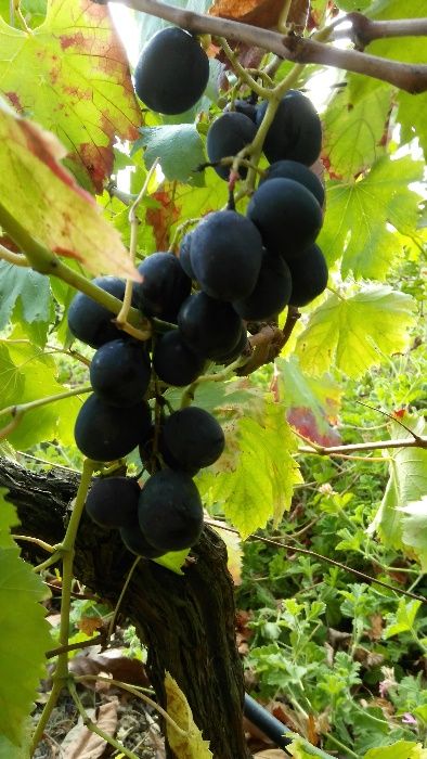 Fruta: marmelos, diospiros, peras, maçãs, pêra abacate, physalis, piri