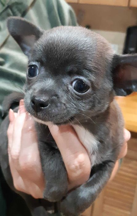 Chihuahua Piesek Niebieski