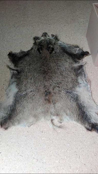 SKÓRA Z DZIKA DUŻA KOMPLETNA naturalna dekoracyjna dywan mata, unikat