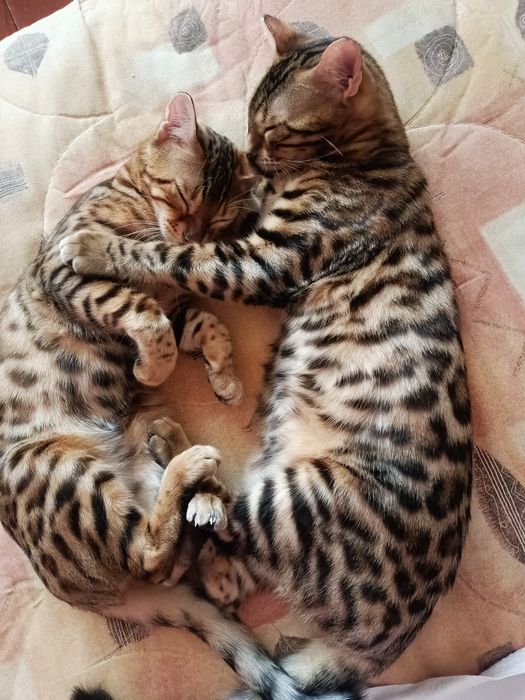 Бенгальская кошечка с документами клуба