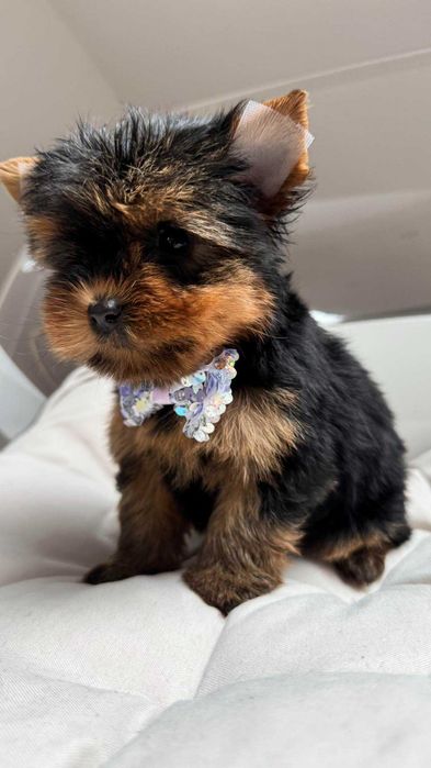Miniaturka Suczka Yorkshire Terrier z Rodowodem 1,5kg