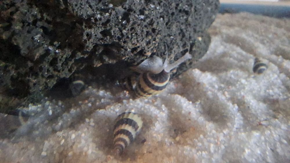 Caracóis Helena (Anentome Helena) - Controlador de pragas