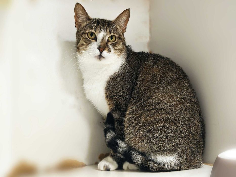 Кішка Ненсі у пошуках дому