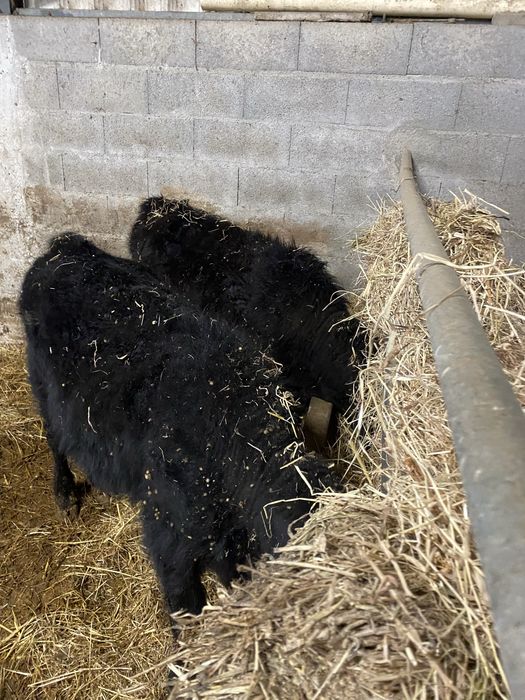 Vitelas Anguns para venda com rejisto