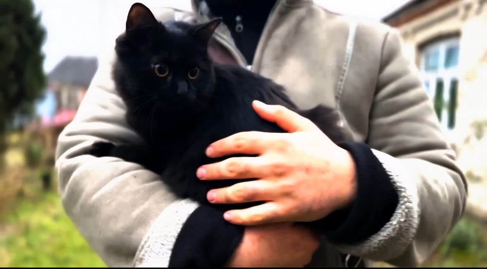 Чорна Кiшка домашня дуже ласкава